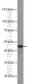 Peroxisomal Biogenesis Factor 13 antibody, 26649-1-AP, Proteintech Group, Western Blot image 