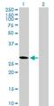 CKLF Like MARVEL Transmembrane Domain Containing 2 antibody, H00146225-B01P, Novus Biologicals, Western Blot image 