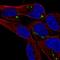Sterile Alpha Motif Domain Containing 5 antibody, HPA067811, Atlas Antibodies, Immunofluorescence image 