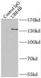 Ubiquitination Factor E4B antibody, FNab09193, FineTest, Immunoprecipitation image 