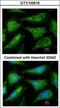 Proto-oncogene tyrosine-protein kinase Yes antibody, GTX100616, GeneTex, Immunocytochemistry image 