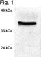 Peptidylprolyl Isomerase D antibody, PA3-022, Invitrogen Antibodies, Western Blot image 