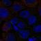 Sodium- and chloride-dependent betaine transporter antibody, HPA034973, Atlas Antibodies, Immunocytochemistry image 