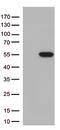 Mitochondrial Translation Release Factor 1 antibody, TA813066, Origene, Western Blot image 