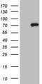 Clathrin Interactor 1 antibody, LS-C339789, Lifespan Biosciences, Western Blot image 