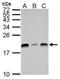 UBE2L3 antibody, TA308758, Origene, Western Blot image 
