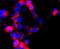 Dopamine Receptor D1 antibody, A00907, Boster Biological Technology, Immunocytochemistry image 