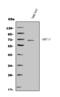 Matrix Metallopeptidase 16 antibody, PA1123, Boster Biological Technology, Western Blot image 