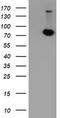 Pogo Transposable Element Derived With KRAB Domain antibody, TA505548BM, Origene, Western Blot image 