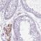 NBPF Member 4 antibody, HPA047447, Atlas Antibodies, Immunohistochemistry frozen image 