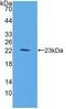 Fibroblast Growth Factor 6 antibody, LS-C314348, Lifespan Biosciences, Western Blot image 