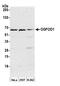 2-Oxoglutarate And Iron Dependent Oxygenase Domain Containing 1 antibody, A305-813A-M, Bethyl Labs, Western Blot image 