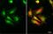 Replication Protein A2 antibody, GTX113004, GeneTex, Immunofluorescence image 