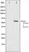 Dual Specificity Phosphatase 1 antibody, orb106106, Biorbyt, Western Blot image 