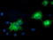 Mitogen-Activated Protein Kinase 7 antibody, LS-C785382, Lifespan Biosciences, Immunofluorescence image 