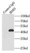 BMI1 Proto-Oncogene, Polycomb Ring Finger antibody, FNab00914, FineTest, Immunoprecipitation image 