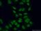 Serine And Arginine Rich Splicing Factor 1 antibody, 12929-2-AP, Proteintech Group, Immunofluorescence image 