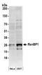 RAN Binding Protein 1 antibody, A300-512A, Bethyl Labs, Western Blot image 