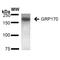 Hypoxia Up-Regulated 1 antibody, MA5-27642, Invitrogen Antibodies, Western Blot image 