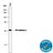 Protein phosphatase inhibitor 2 antibody, AF4719, R&D Systems, Western Blot image 