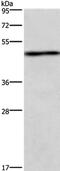 U2AF Homology Motif Kinase 1 antibody, PA5-50622, Invitrogen Antibodies, Western Blot image 