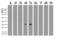 Protein C Receptor antibody, UM800093CF, Origene, Western Blot image 