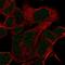 Homeobox D11 antibody, HPA055155, Atlas Antibodies, Immunofluorescence image 