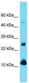 VAMP1 antibody, TA343286, Origene, Western Blot image 