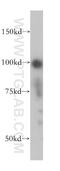 Anaphase Promoting Complex Subunit 2 antibody, 13559-1-AP, Proteintech Group, Western Blot image 