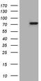 Pentatricopeptide Repeat Domain 3 antibody, TA810262S, Origene, Western Blot image 