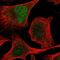 Zinc Finger Protein 394 antibody, HPA054639, Atlas Antibodies, Immunofluorescence image 