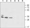 HVCN1 antibody, PA5-77462, Invitrogen Antibodies, Western Blot image 