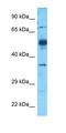 CYP11A1 antibody, orb325703, Biorbyt, Western Blot image 