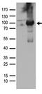 Protein kinase C delta type antibody, TA890030S, Origene, Western Blot image 
