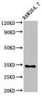 Homeobox protein MOX-2 antibody, LS-C669865, Lifespan Biosciences, Western Blot image 
