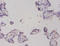Prothymosin Alpha antibody, A52464-100, Epigentek, Immunohistochemistry paraffin image 