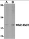 UDP-glucuronic acid/UDP-N-acetylgalactosamine transporter antibody, orb94261, Biorbyt, Western Blot image 