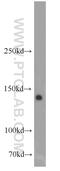 Fms Related Tyrosine Kinase 3 antibody, 21049-1-AP, Proteintech Group, Western Blot image 
