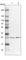 ETHE1 Persulfide Dioxygenase antibody, HPA029029, Atlas Antibodies, Western Blot image 