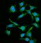 Bridging Integrator 1 antibody, A01551-1, Boster Biological Technology, Immunofluorescence image 