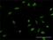 Myoneurin antibody, H00055892-M02, Novus Biologicals, Immunofluorescence image 