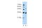 CUGBP Elav-Like Family Member 3 antibody, 27-363, ProSci, Western Blot image 