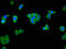 AlkB Homolog 4, Lysine Demethylase antibody, LS-C502023, Lifespan Biosciences, Immunofluorescence image 