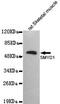 SET And MYND Domain Containing 1 antibody, GTX49237, GeneTex, Western Blot image 