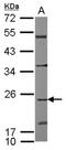 CDC42 Effector Protein 2 antibody, NBP2-15833, Novus Biologicals, Western Blot image 