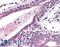 Lactoperoxidase antibody, LS-C141725, Lifespan Biosciences, Immunohistochemistry frozen image 