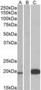 UCN3 antibody, MBS421585, MyBioSource, Western Blot image 
