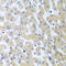 Protein Arginine Methyltransferase 2 antibody, 19-890, ProSci, Immunohistochemistry frozen image 