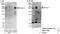 Ankyrin-1 antibody, NBP1-71805, Novus Biologicals, Western Blot image 