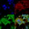Notch 1 antibody, SMC-430D-A594, StressMarq, Immunocytochemistry image 
